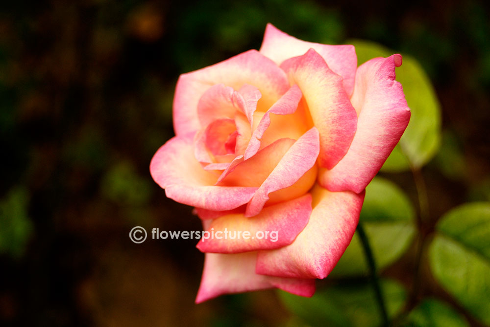 cajun sunrise rose